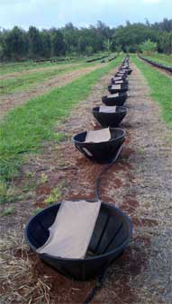 coffee plantation uses Bigfoot